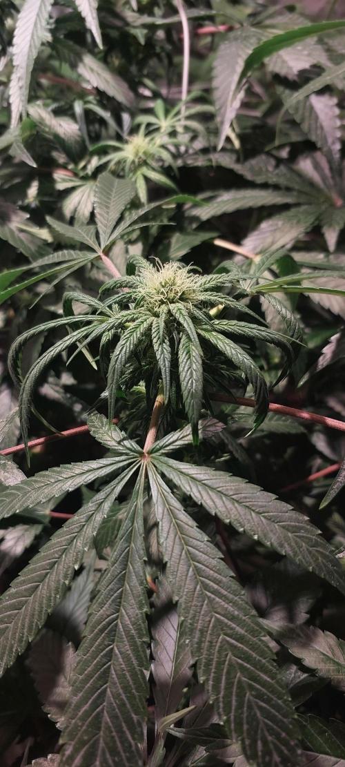 Sweet Cheese. Week 3