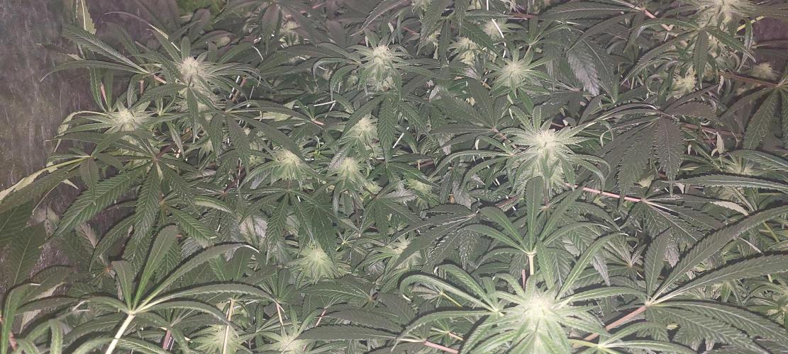 Cheese hidro y tierra. Week 4