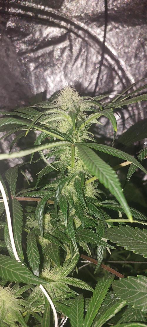 Cheese hidro y tierra. Week 4