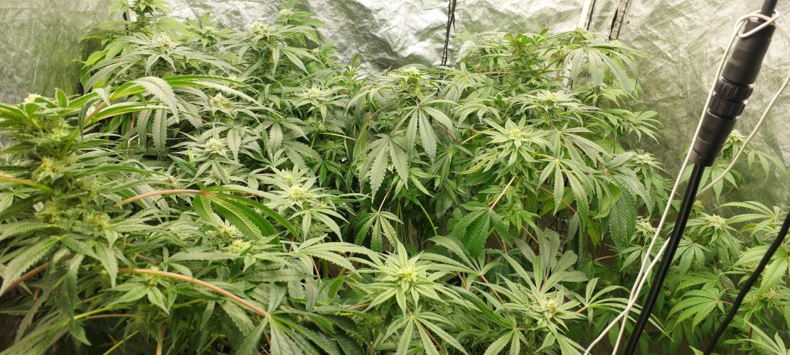 Cheese hidro y tierra. Week 5
