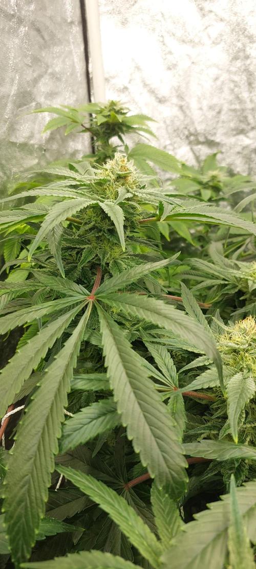 Cheese hidro y tierra. Week 5