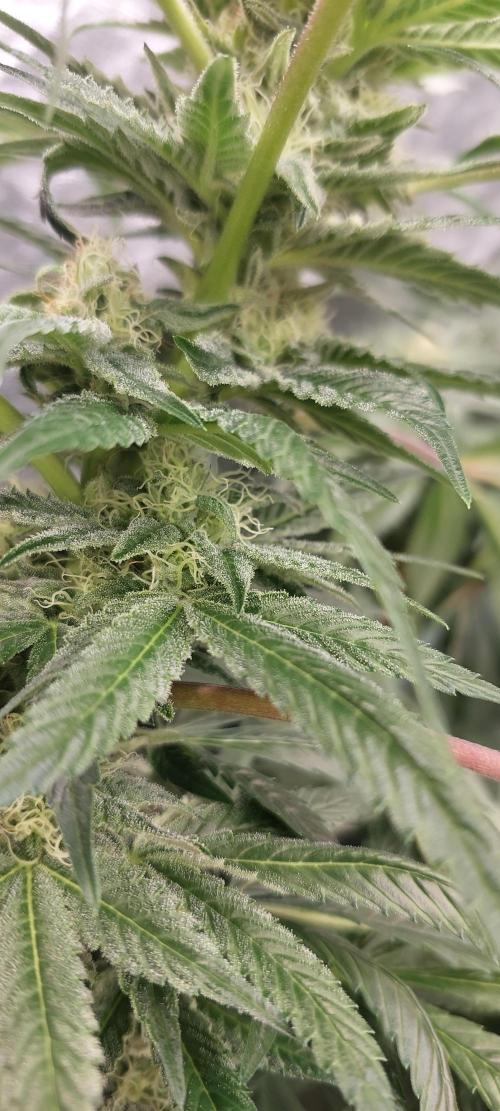 Cheese hidro y tierra. Week 5
