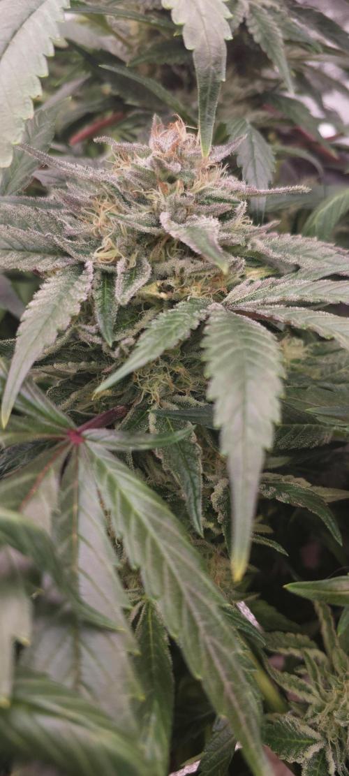 Sweet Cheese. Week 6