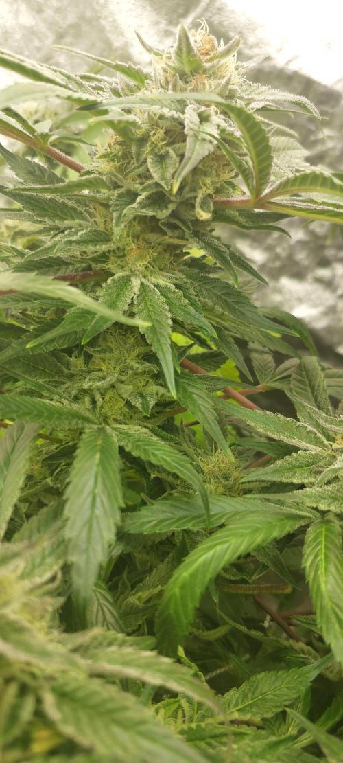 Sweet Cheese. Week 6