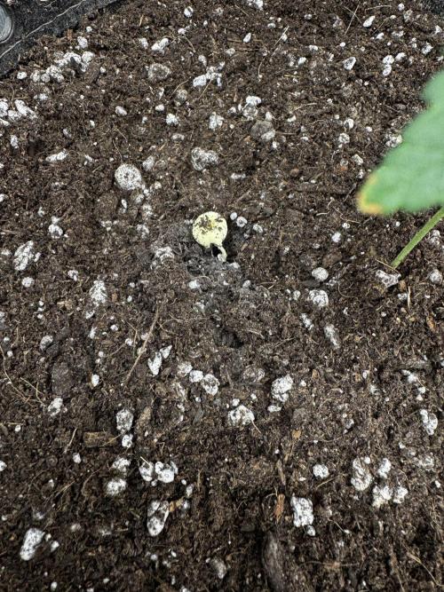 Saint’s Zushi. Week 2 - Mushroom 🍄‍? 
