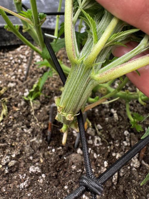 Saint’s Zushi. Week 7 - Zushi Verde Fasciation