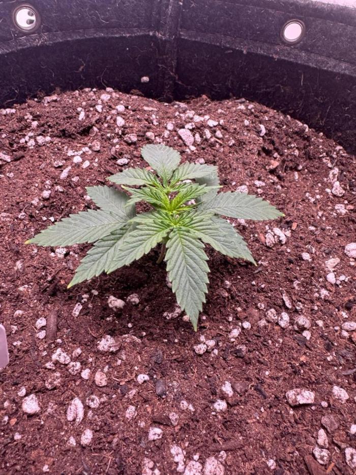 Saint’s Pure Krush. Week 5