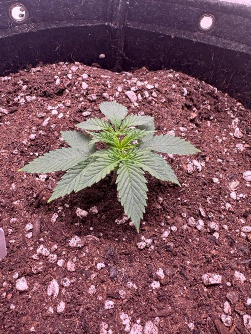 Pure Krush. Week 5