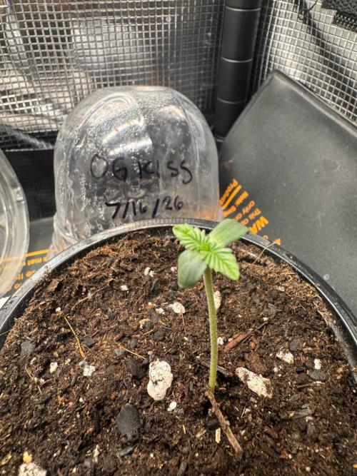 OG Kiss. Week 1