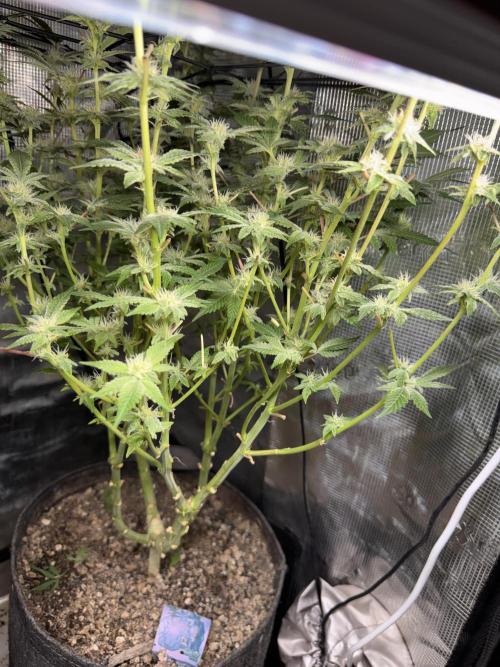 Saint’s Zushi. Week 15 - Supplemental Light Penetration Test
