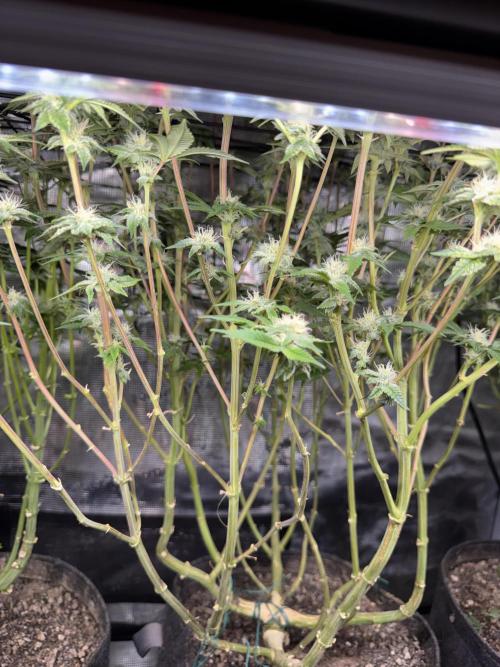 Saint’s Zushi. Week 15 - Supplemental Light Penetration Test