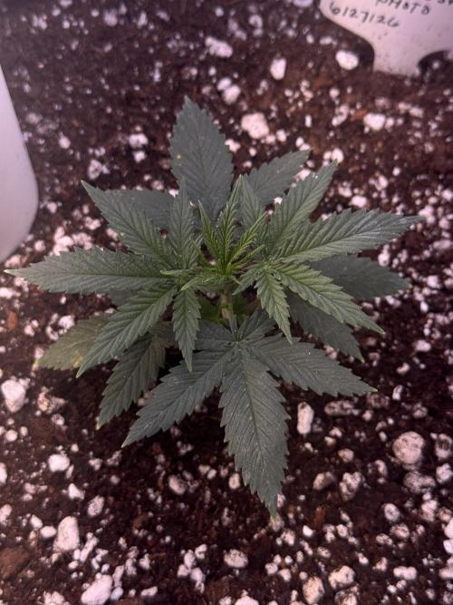 Pure Krush. Week 6