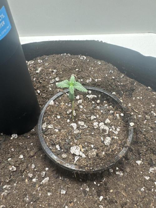 OG Kiss. Week 2