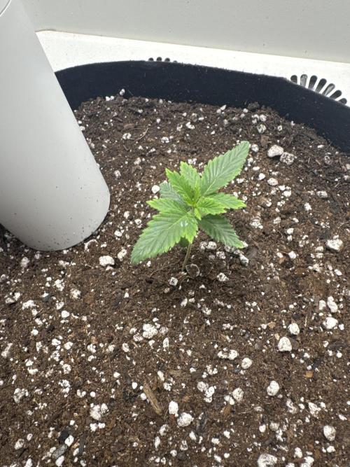 OG Kiss. Week 3