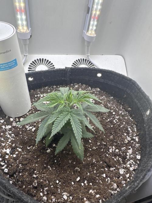 Pure Krush. Week 7