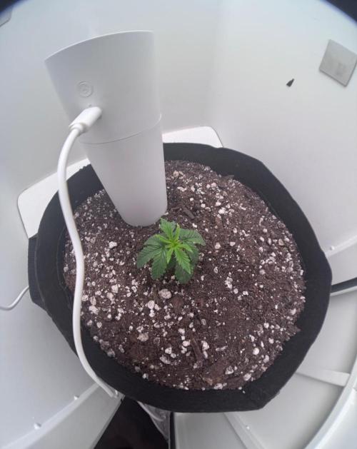 OG Kiss. Week 4