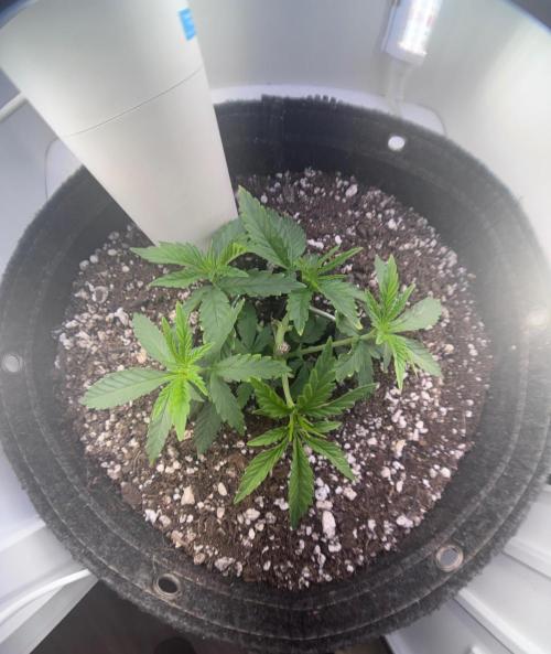 Pure Krush. Week 8