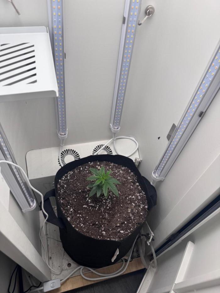 Saint’s OG Kiss 💋. Week 5