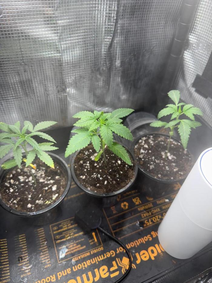 Saint’s Irie Maiden, Dread Zeppelin, WG. Week 3
