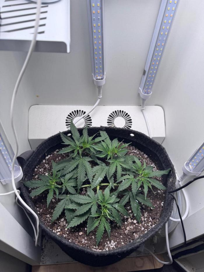 Saint’s Pure Krush. Week 9