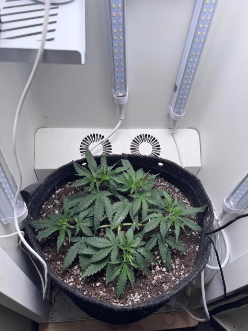 Pure Krush. Week 9