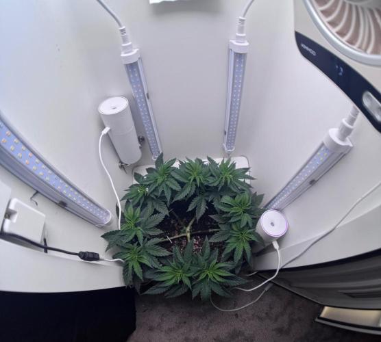 Pure Krush. Week 11
