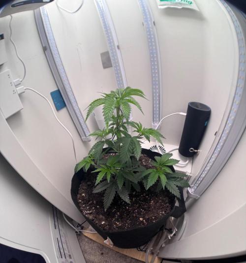 OG Kiss Regular. Week 7