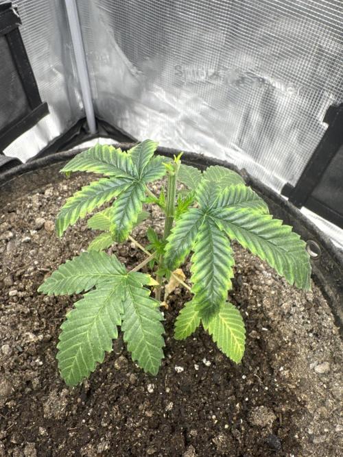 Saint’s Irie Maiden & Dread Zeppelin. Week 5