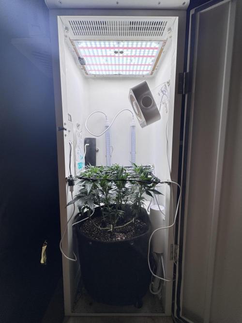 Saint’s Pure Krush. Week 12