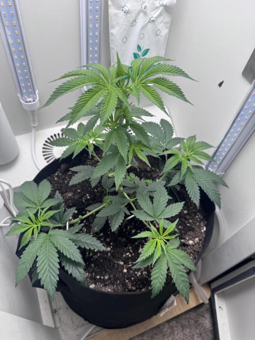 Saint’s OG Kiss 💋. Week 8