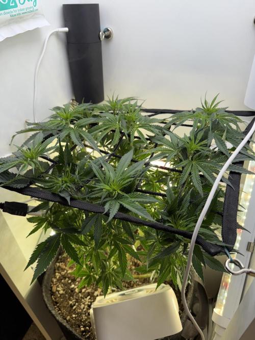 Pure Krush. Week 13