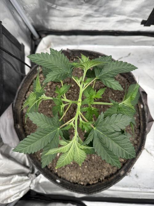 Saint’s Irie Maiden & Dread Zeppelin. Week 7 - Dread Zeppelin