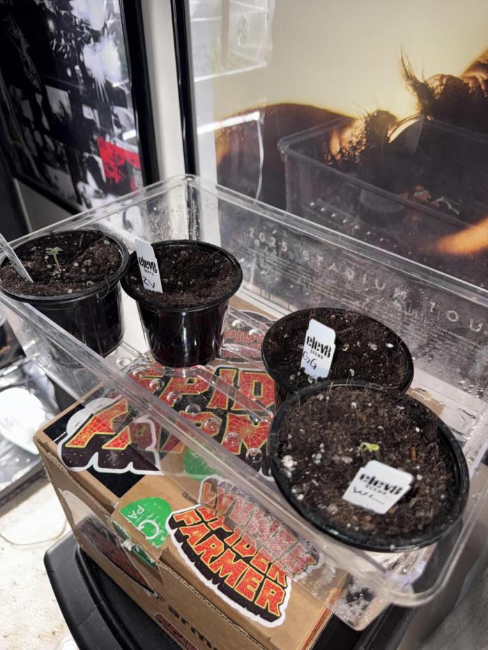 Saint’s Solo Cup Grow Elev8’s Zushi. Week 0