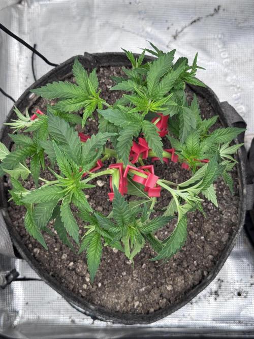 Saint’s Irie Maiden & Dread Zeppelin. Week 8