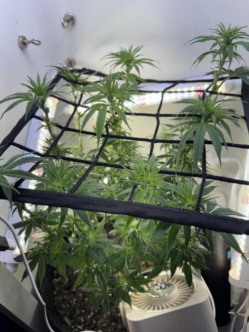 Pure Krush. Week 14