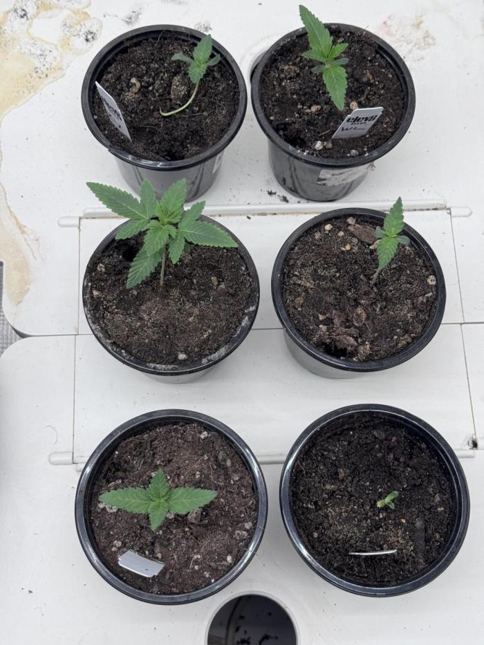 Saint’s Solo Cup Grow. Week 2