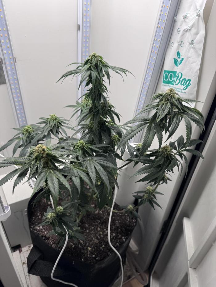 Saint’s OG Kiss 💋. Week 11