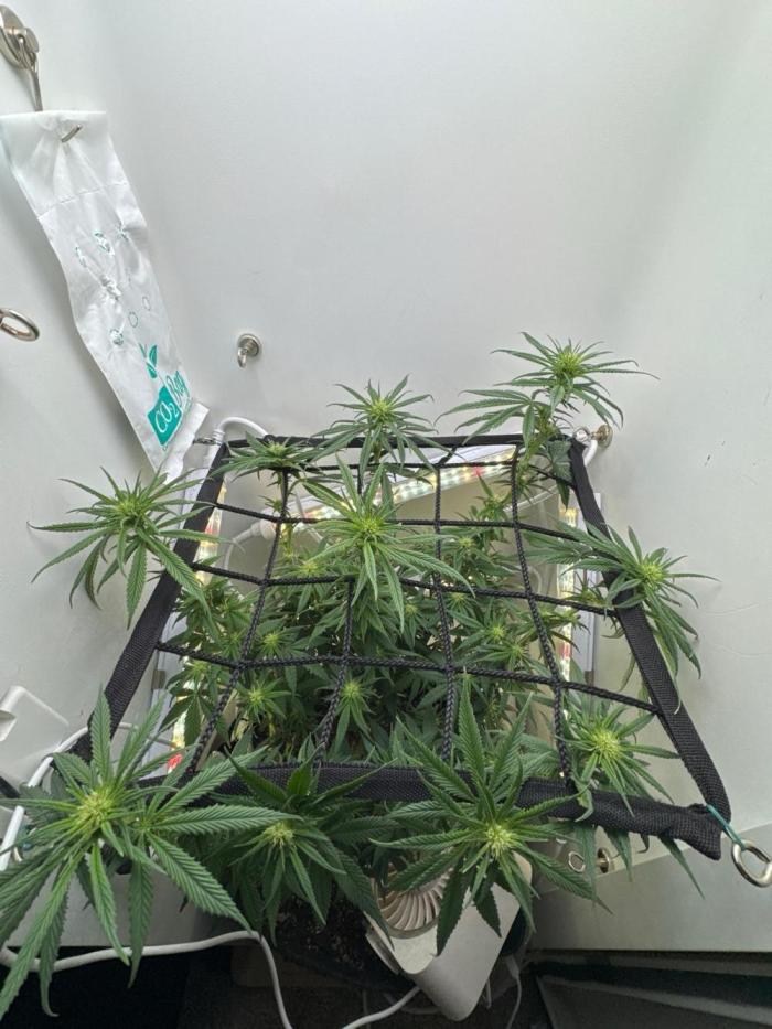 Saint’s Pure Krush. Week 15