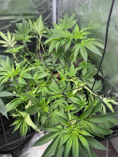 Saint’s Irie Maiden & Dread Zeppelin. Week 10