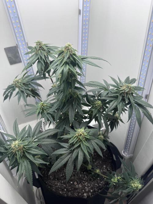 Saint’s OG Kiss 💋. Week 12