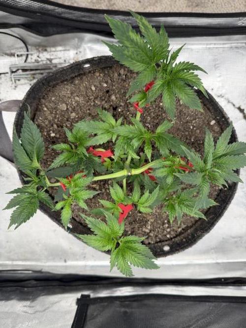 Saint’s Irie Maiden & Dread Zeppelin. Week 7 - Irie Maiden