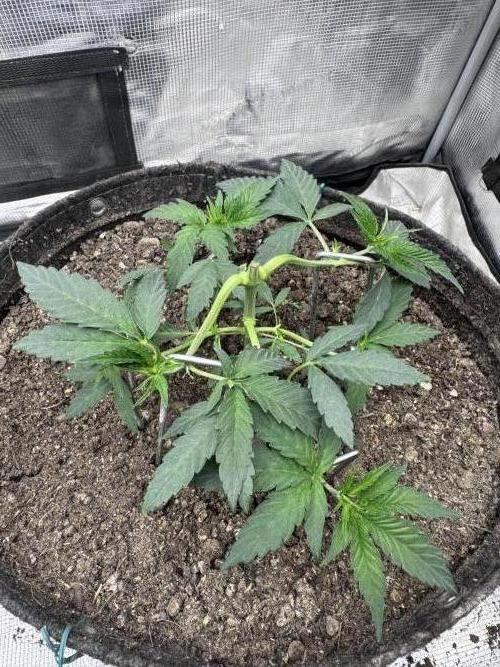 Saint’s Irie Maiden & Dread Zeppelin. Week 6