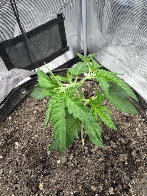 Saint’s Irie Maiden & Dread Zeppelin. Week 6