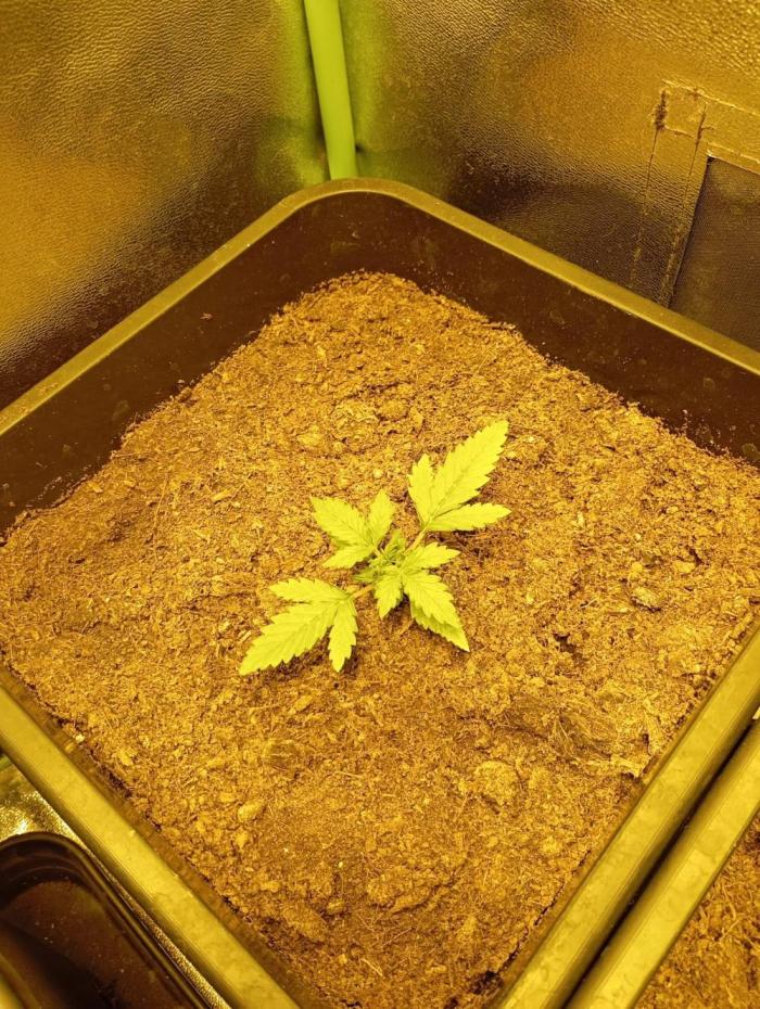 sherbet queen01. Week 2 - pas trop sorti l première semaine. condition extérieur extrême de chaleur j'arrive à adapter.