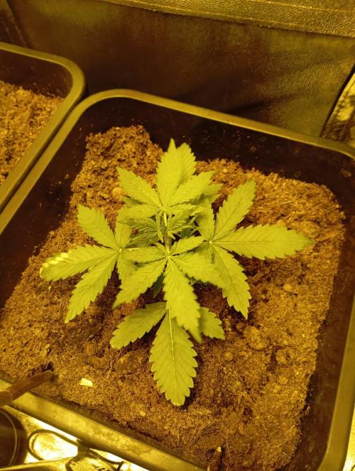 sherbet queen01. Week 3 - plan 1 grosse sortie pousse bien