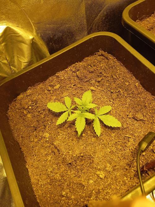 sherbet queen01. Week 3 - plan 3 sort bien 