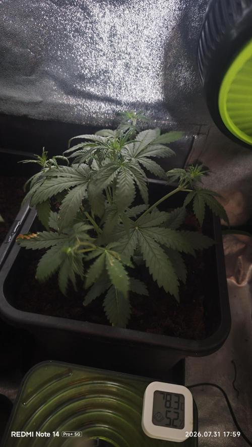 sherbet queen01. Week 4 - plan 1 : chaleur extrême extérieur 40°C. 29°C dans la cabine 75% d'humidité. 22cm de haut.