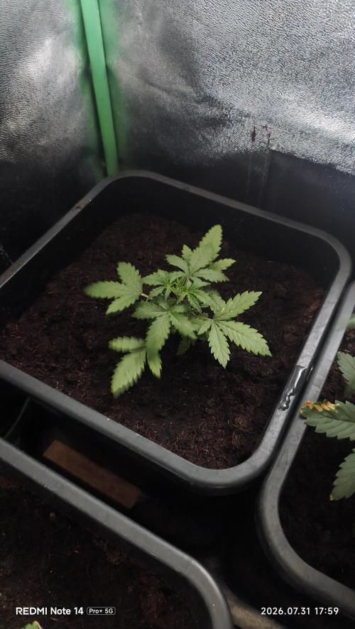 sherbet queen01. Week 4 - plan 2: chaleur extrême extérieur 40°C. 29°C dans la cabine 75% d'humidité. 12cm de haut.