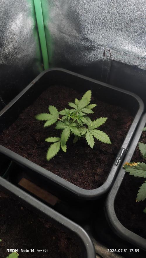 sherbet queen01. Week 4 - plan 2 : chaleur extrême extérieur 40°C. 29°C dans la cabine 75% d'humidité. 12cm de haut.