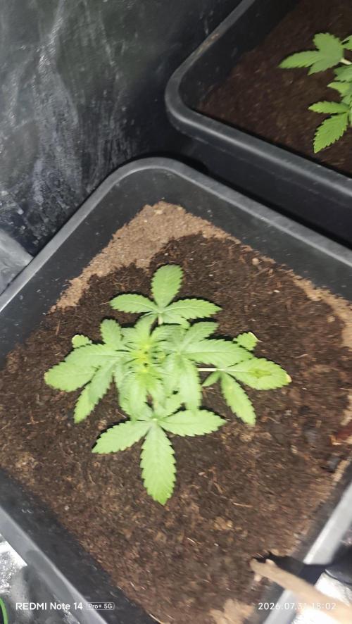 sherbet queen01. Week 4 - plan 3 : chaleur extrême extérieur 40°C. 29°C dans la cabine 75% d'humidité. 22cm de haut.